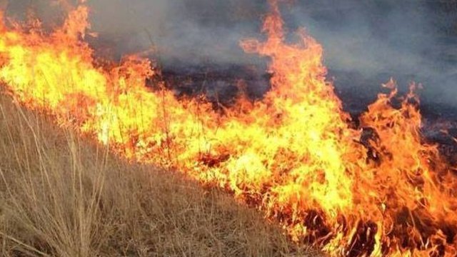 Улсын хэмжээнд өнгөрсөн онд 65 удаагийн ой, хээрийн түймэр бүртгэгджээ